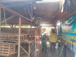 Batuud Koramil 0816/08 Jabon Dampingi Peternak Ayam Petelur, Wujudkan Ketahanan Pangan Masyarakat