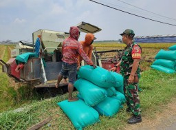 Babinsa Koramil Balongbendo Dampingi Petani Wonokupang Panen Padi: Bukti Nyata TNI Hadir untuk Ketahanan Pangan