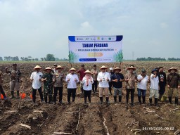 Sinergi TNI Tanam Perdana Program Bongkar Ratoon untuk Ketahanan Pangan