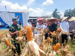 Panen Raya di Prambon: Kontribusi Nyata Imigrasi, Polresta, dan TNI untuk Ketahanan Pangan