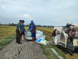 Babinsa Kebonsari Dampingi Petani Tanam Padi, Wujudkan Ketahanan Pangan di Musim Tanam Akhir Tahun