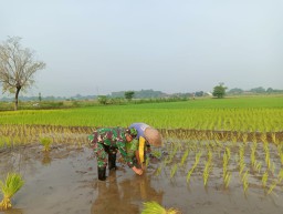 Babinsa Wonoayu Dampingi Petani untuk Tingkatkan Produktivitas Lahan