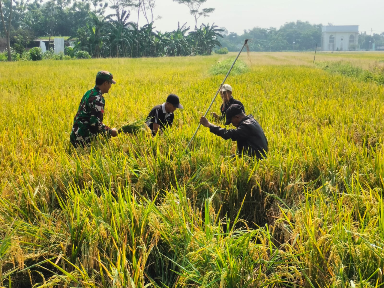 Jaga Kualitas Pangan: Babinsa dan PPL Turun ke Sawah, Pastikan Hasil Panen Petani Gelang Optimal