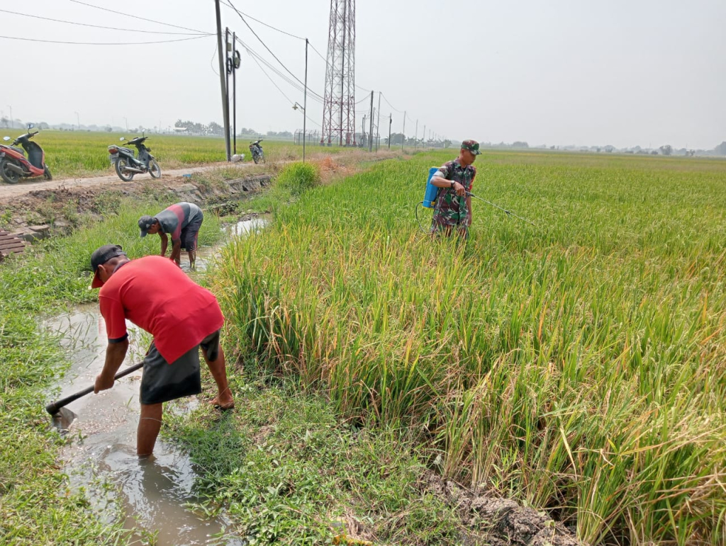 Bukan Sekadar Jaga Keamanan, Babinsa Wonoplintahan Dampingi Panen, Dorong Produktivitas Pangan.