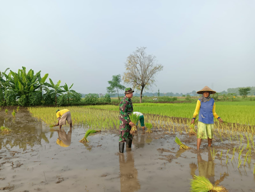 Demi Lumbung Pangan Desa: Babinsa Taman Pastikan Petani Kedungturi Tak Berjuang Sendirian.
