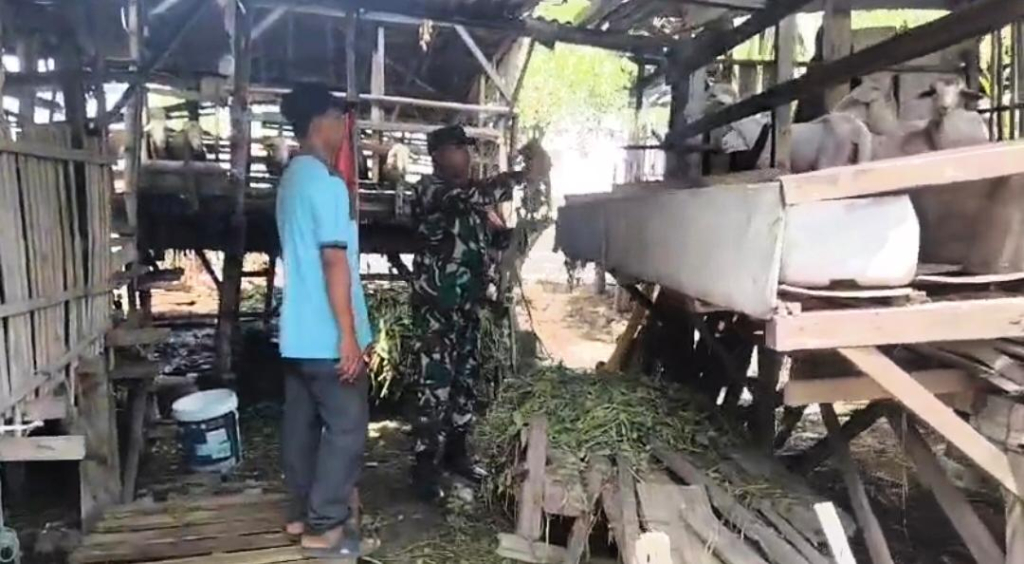 Babinsa Kedungpeluk Dorong Budidaya Kambing Modern dengan Pakan Fermentasi