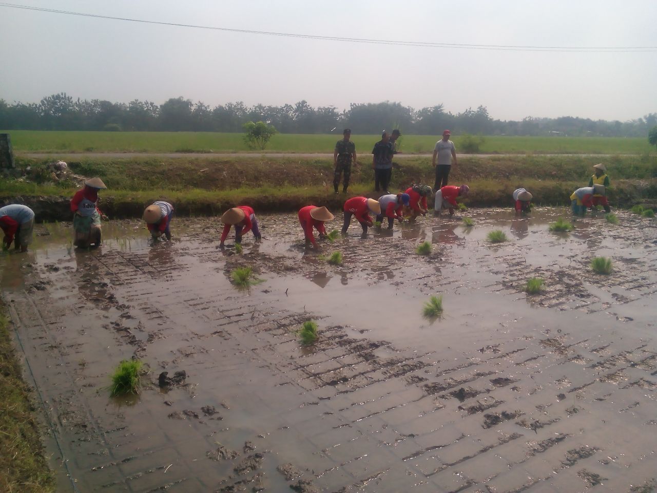 Babinsa Desa Kedungsugo melaksanakan pendampingan tanam padi di areal sawah