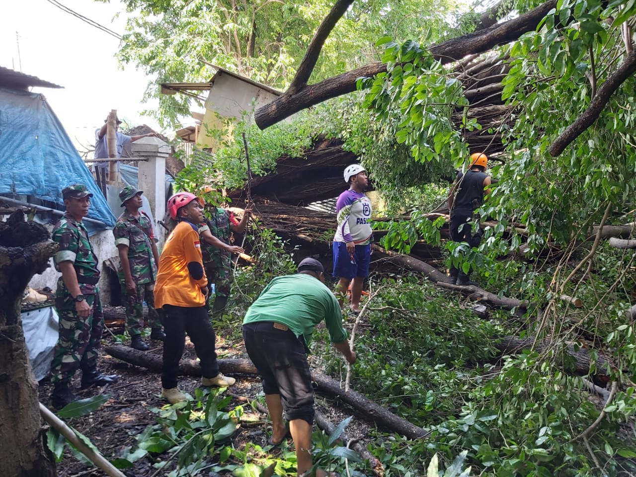 Koramil 17 Gedangan dan BPBD lakukan pembersihan Pohon tumbang