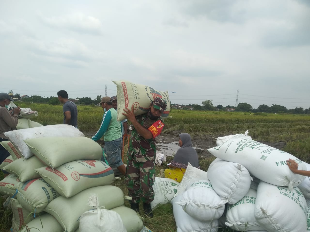 Wujudkan Ketahanan Pangan,Babinsa Kebaron ikut Bantu Warga panen padi