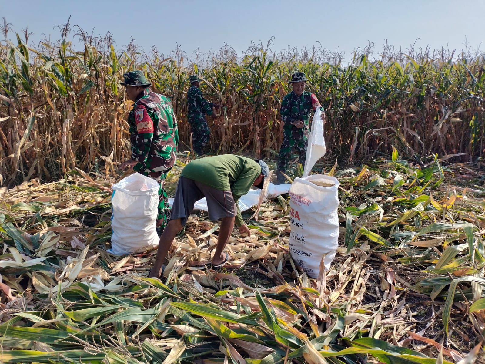 Semangat Gotong Royong Babinsa Koramil 0816/07 Krembung bersama Petani Desa Cangkrung dalam Menyukseskan Panen Jagung