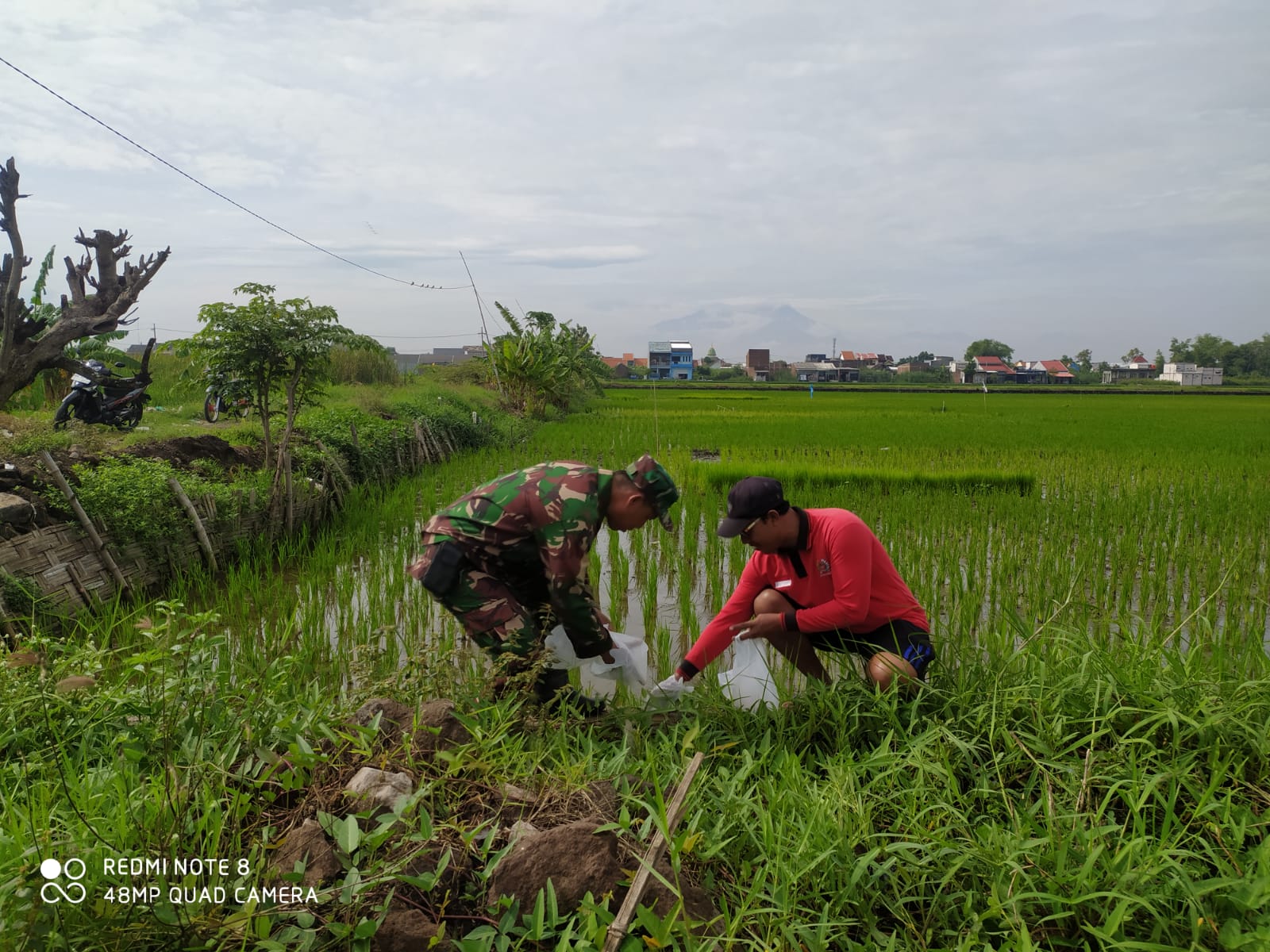 Babinsa Koramil 0816/17 Gedangan Desa Ganting Bersama PPL dan Petani Bergotong Royong Kendalikan Hama Tikus