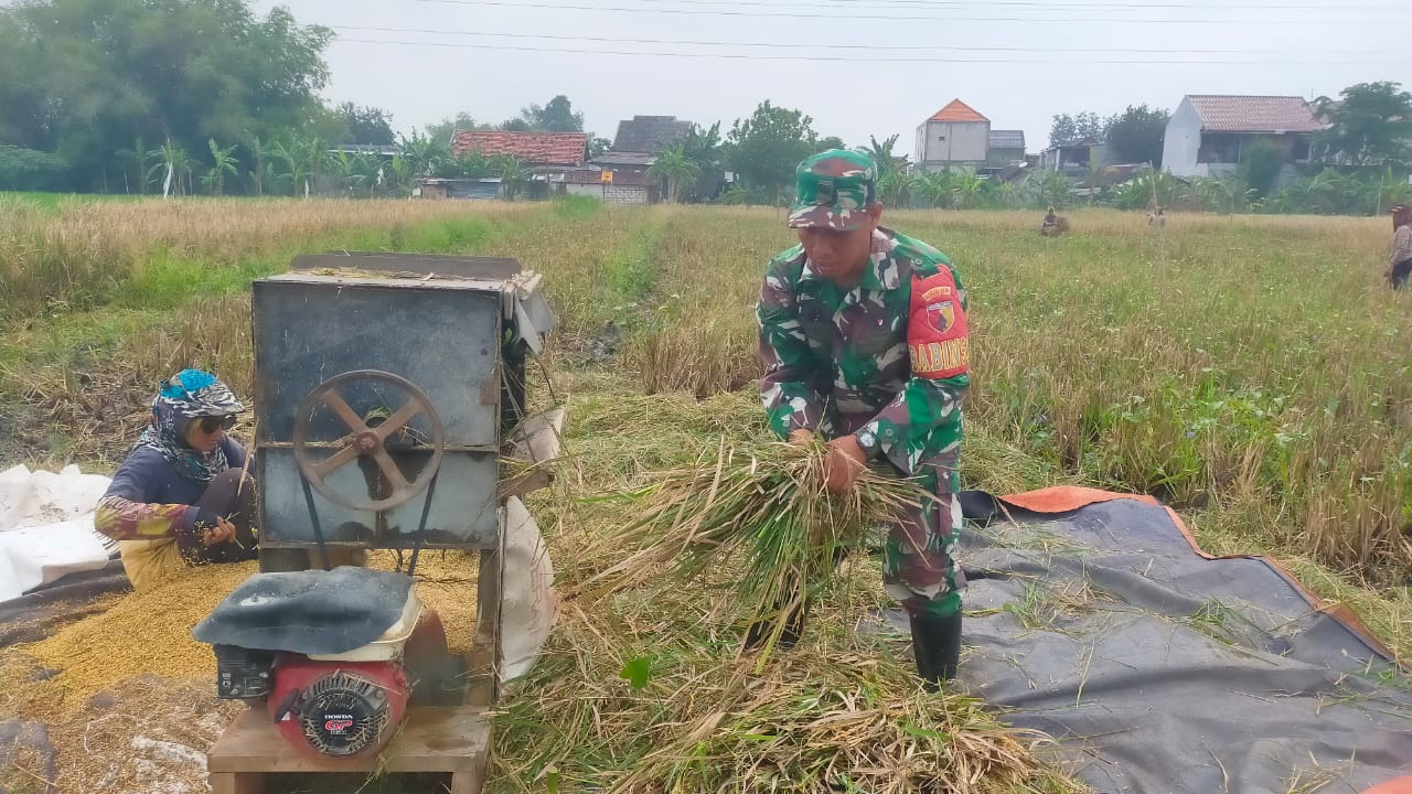 Babinsa Desa Ganting Dampingi Petani Panen Padi, Wujudkan Ketahanan Pangan