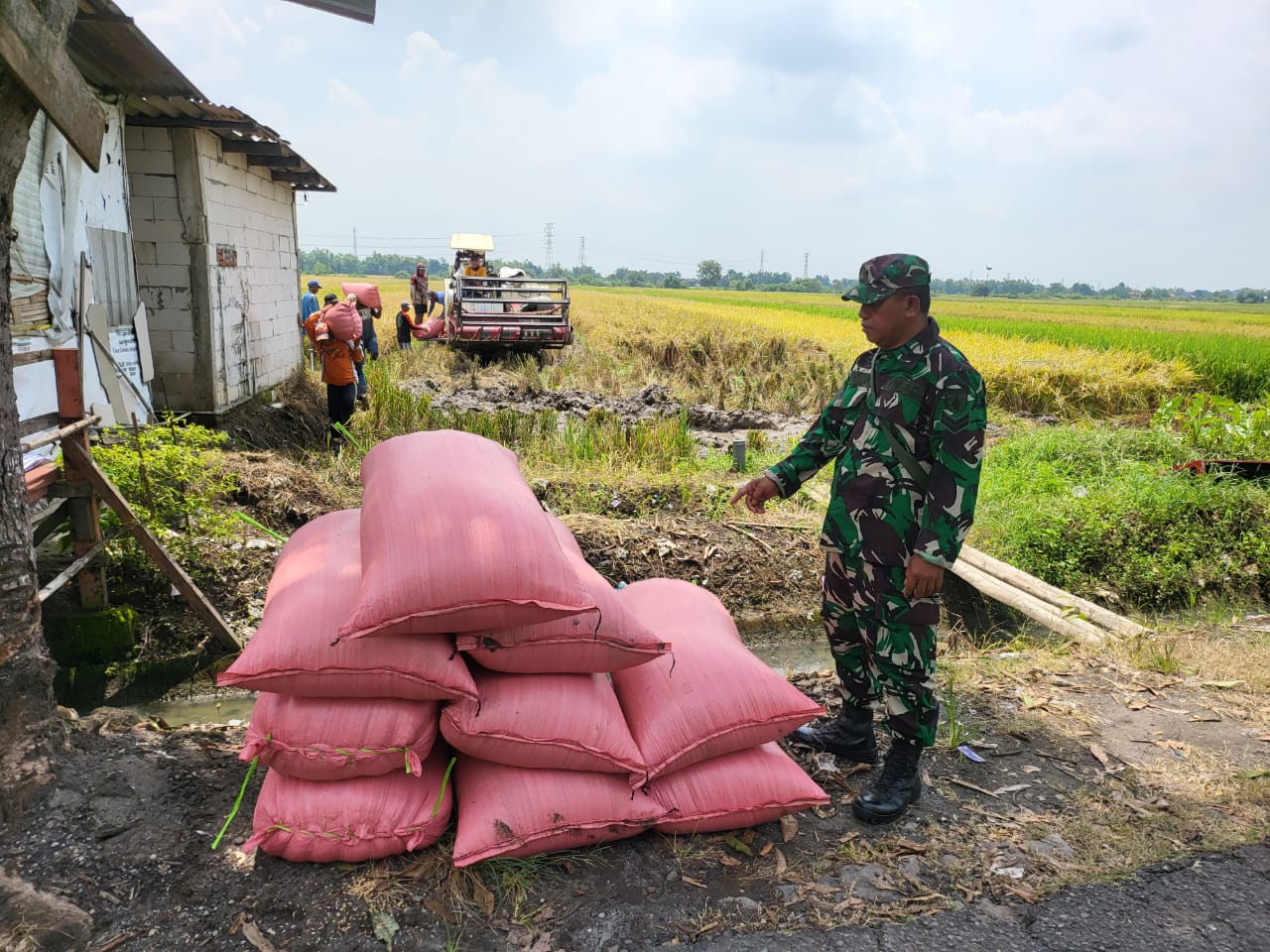 Babinsa Sertu Edy Koramil 0816/11 Tarik Laksanakan Pendampingan Serapan Gabah Petani di Desa Kemuning