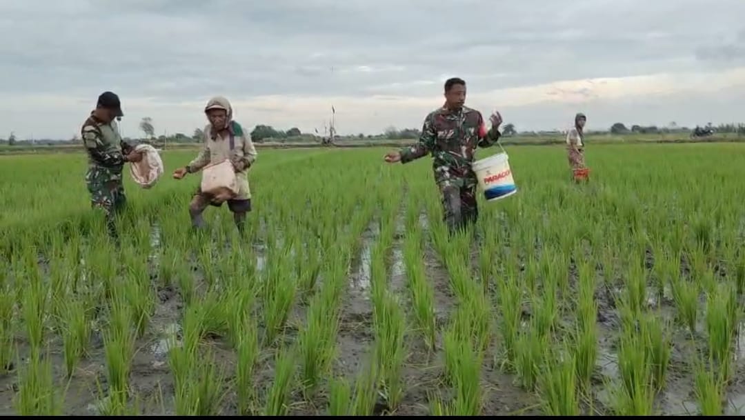 Babinsa Koramil 0816/06 Tanggulangin Dampingi Kelompok Tani Margo Berkah 1, TNI Hadir di Tengah Petani