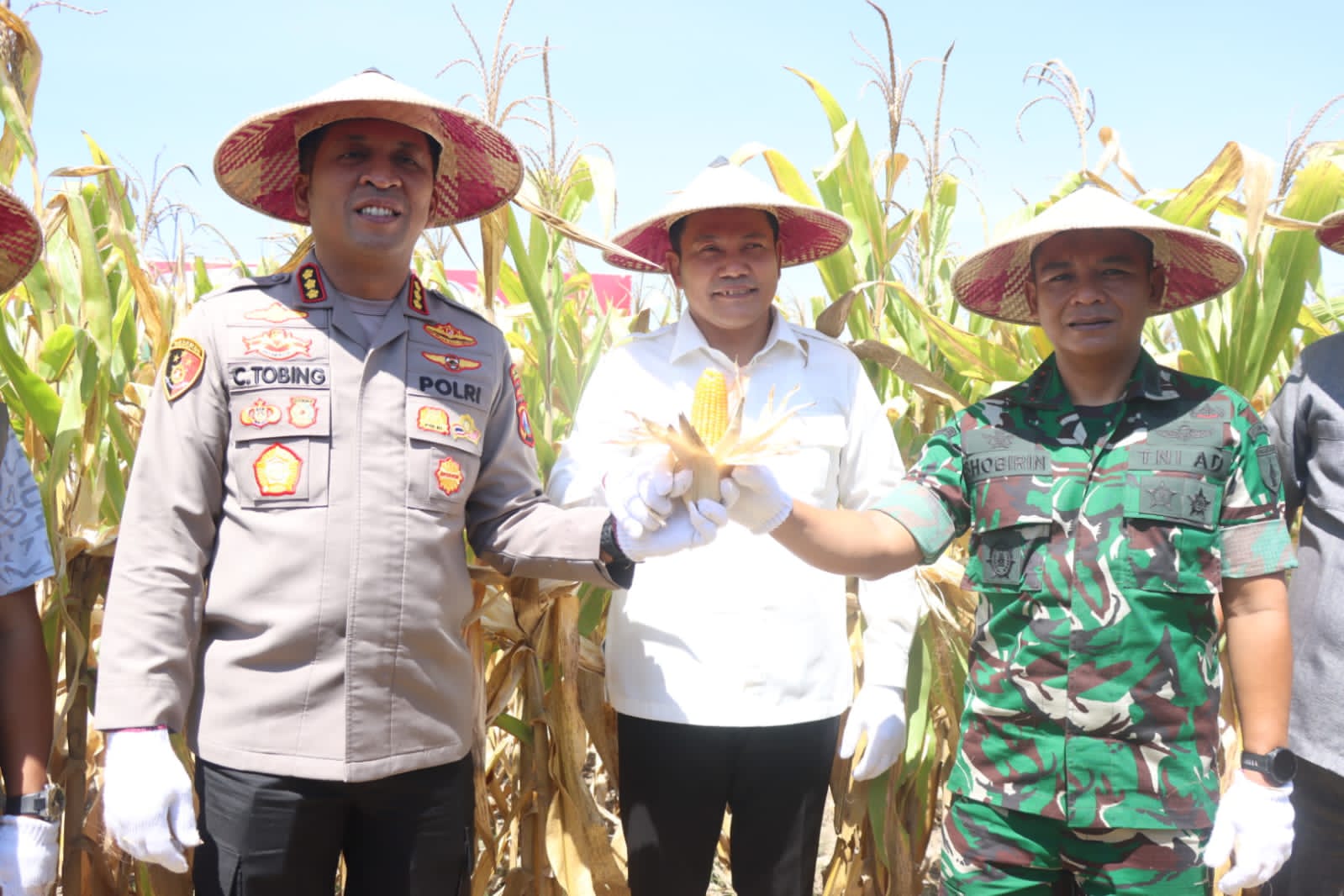 Panen Raya Jagung Serentak Kuartal III di Balongbendo: Wujud Nyata Dukungan TNI-Polri dan Petani untuk Swasembada Pangan Nasional 2025