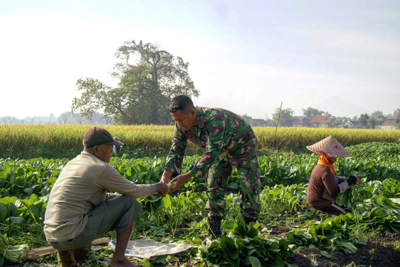 Babinsa Koramil 0816 /11 Tarik laksanakan Komsos Dengan Petani Sayur