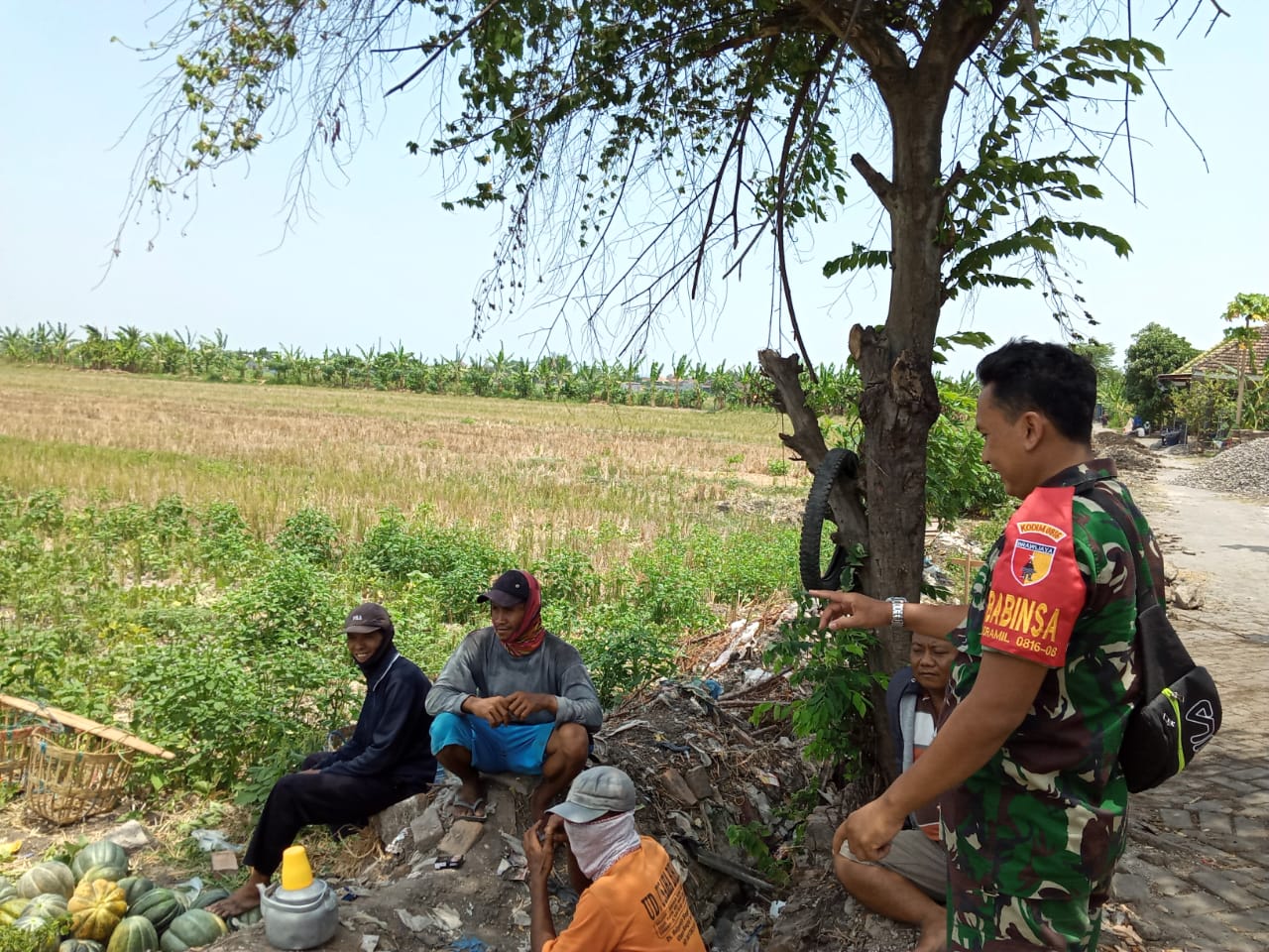 Babinsa Koramil Jabon Bantu Panen Garbis Warga di Desa Jemirahan