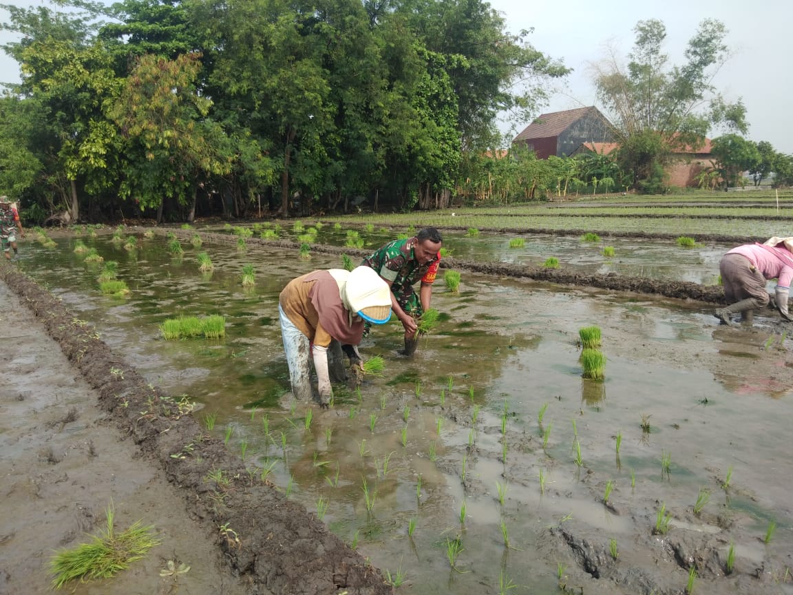 Kegiatan Upsus Babinsa Ramil 0816/13 Wonoayu Dukung Swasembada Pangan.