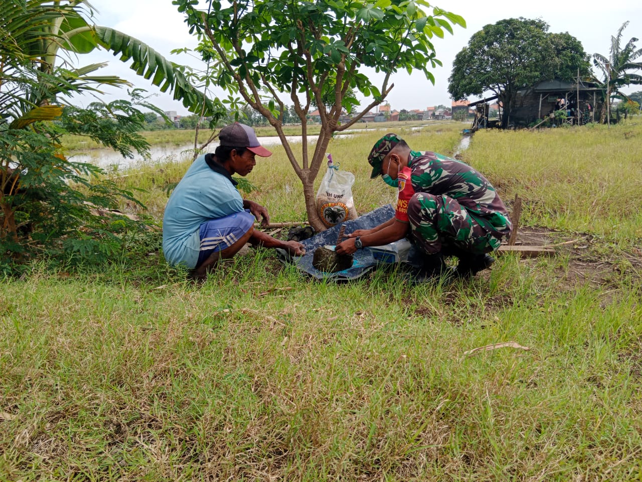 BABINSA OTSUS KORAMIL 0816/14 TAMAN DAMPINGI PETANI USIR HAMA TIKUS