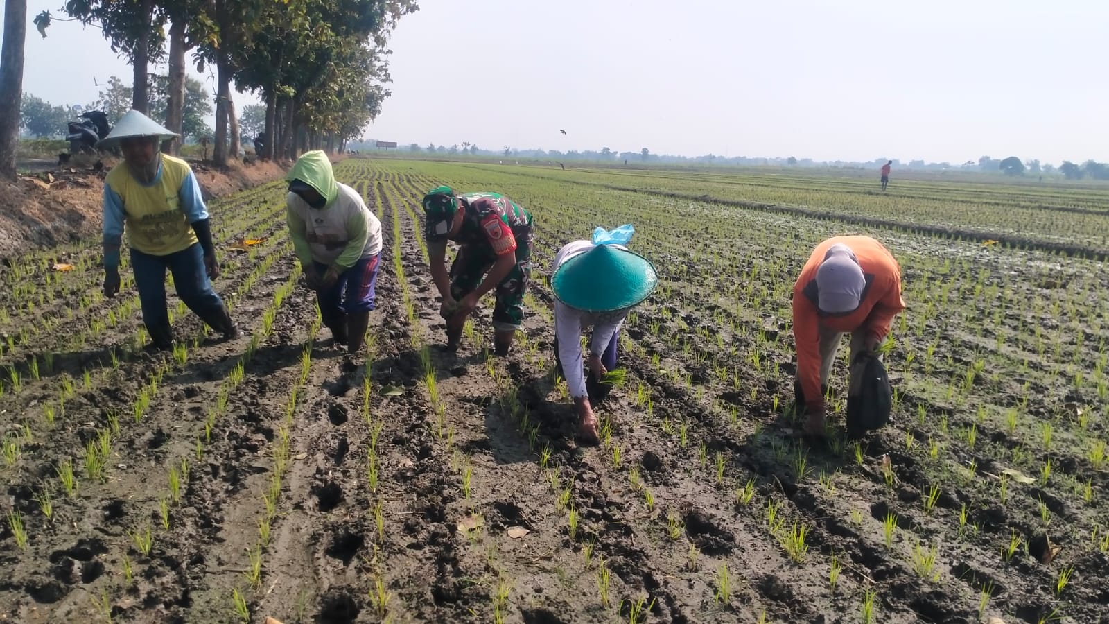 Wujudkan Program Unggulan Kasad, Babinsa Koramil 0816/12 Prambon tingkatkan ketahanan pangan