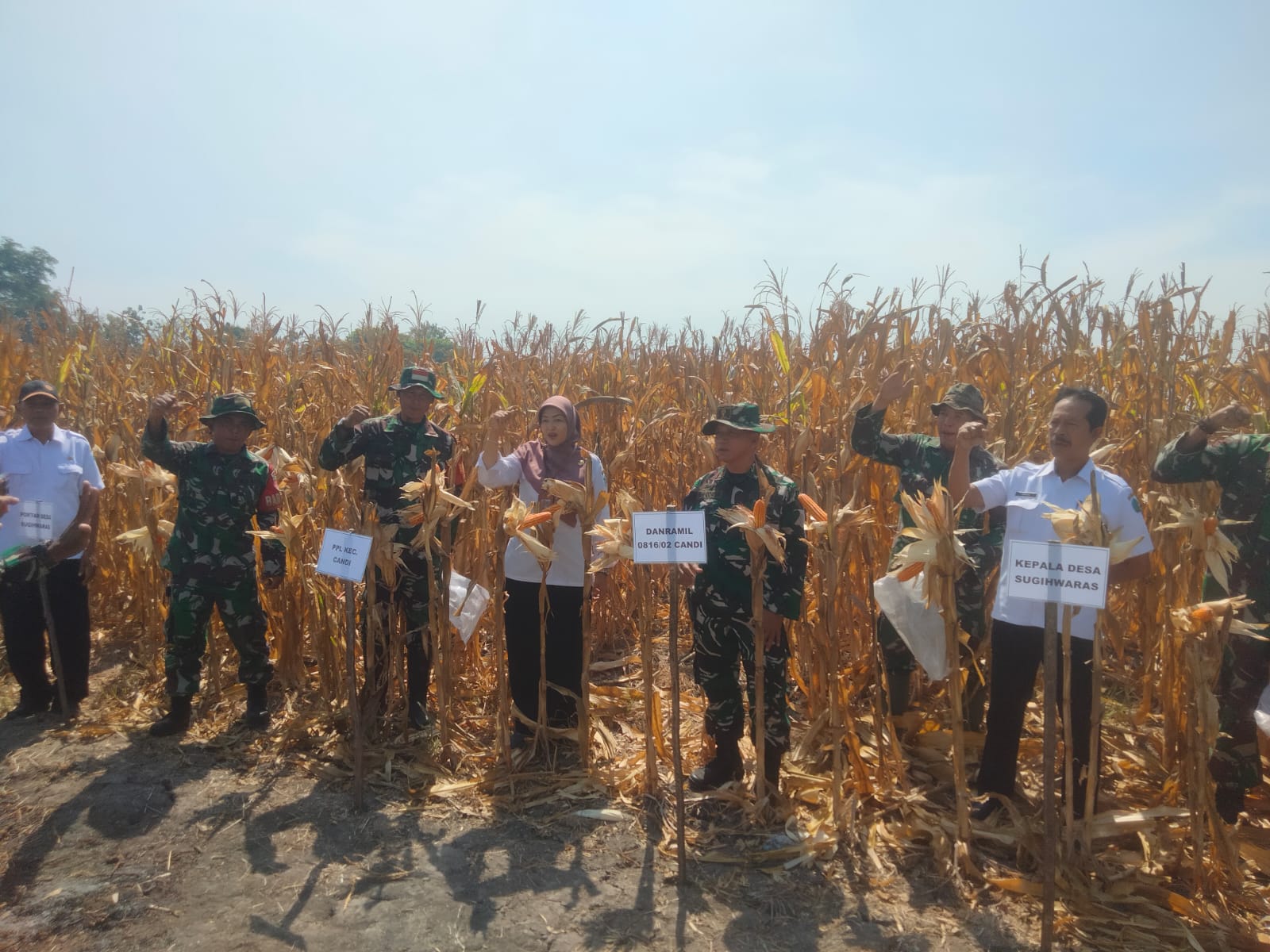 Kolaborasi untuk Ketahanan Pangan, Panen Raya Jagung Koramil 0816/02 Candi Bersama Petani Desa Sugihwaras