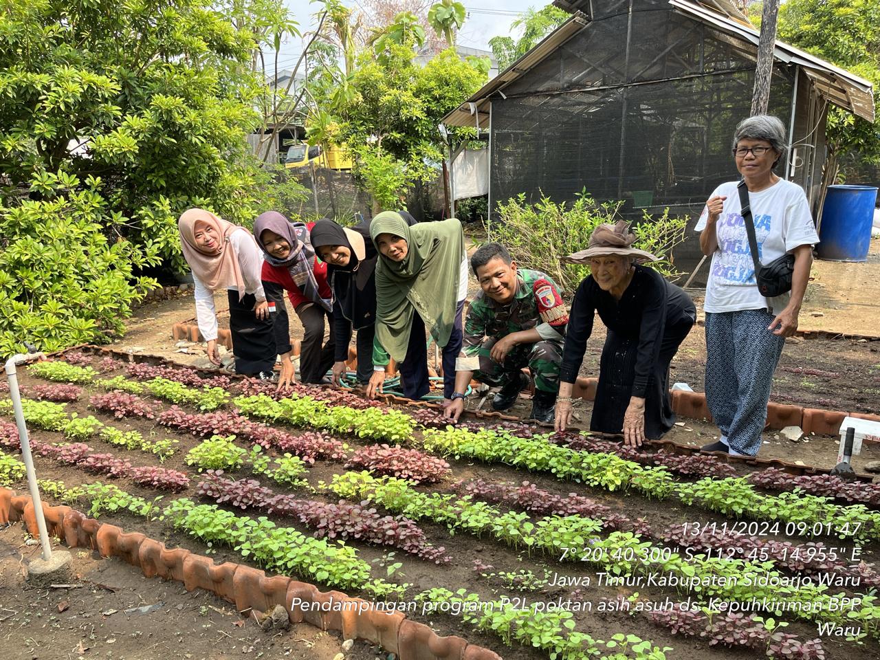 Babinsa Koramil 0816/16 Waru Dampingi Warga Perumahan Rewwin Tanam Sayur Mayur, Wujudkan Ketahanan Pangan di Lahan Perkotaan