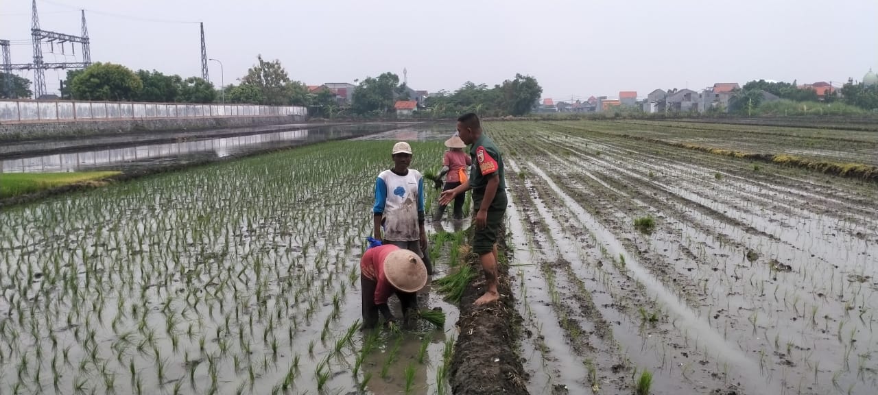 Babinsa Koramil 0816/06 Dukung Petani Desa Boro Tingkatkan Ketahanan Pangan