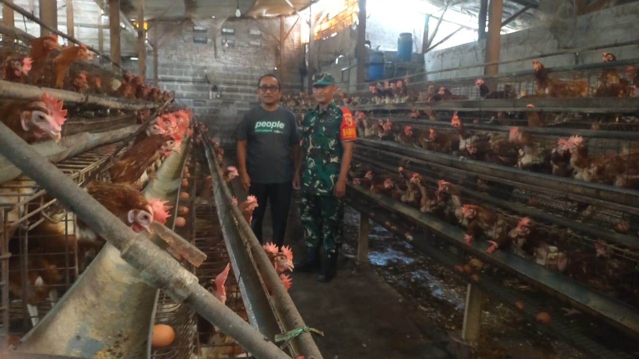 Babinsa Koramil 0816/07 Krembung Jalin Komsos dengan Peternak Ayam Petelur di Desa Wangkal