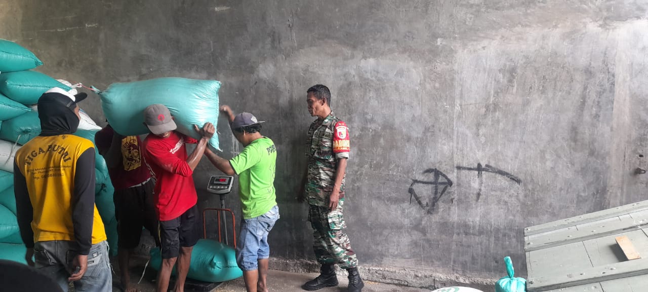 Babinsa Koramil 0816/10 Balongbendo Dampingi Kegiatan SERGAB, Serap Gabah Petani Sebanyak 17,463 Kg di Desa Sumo Kembangsri