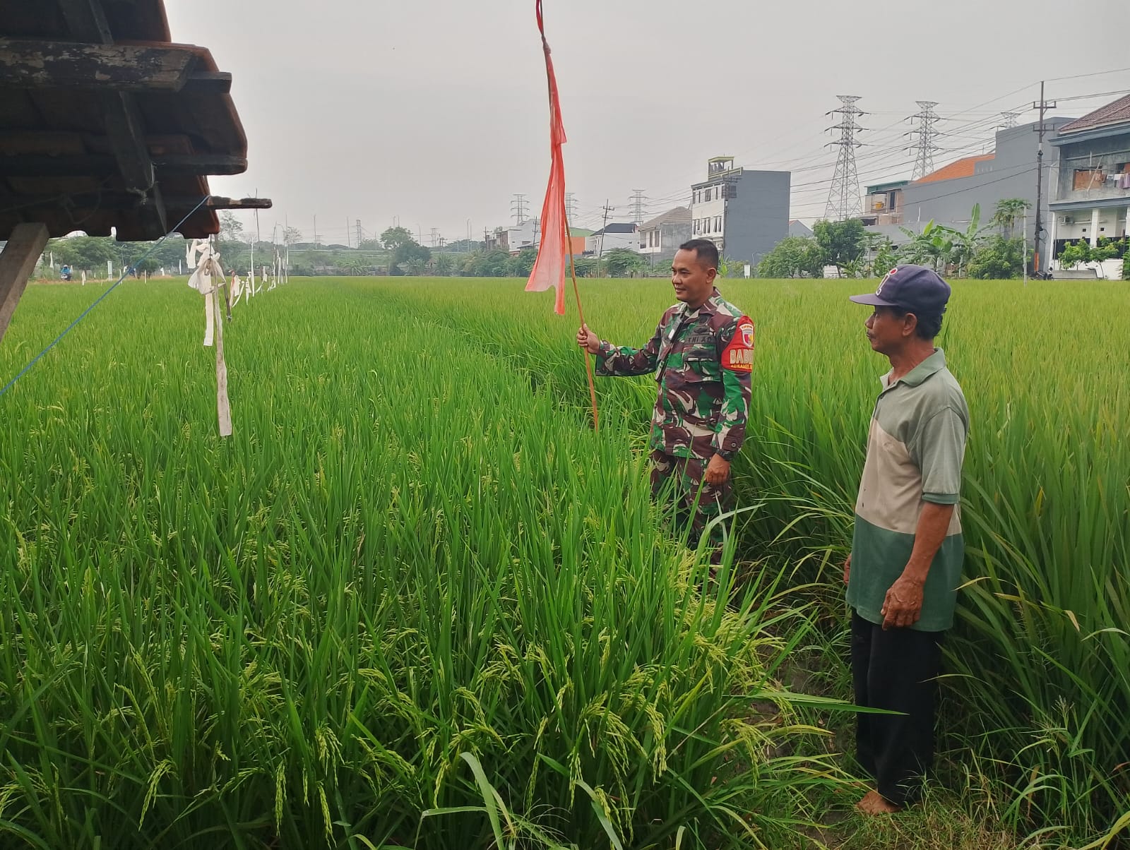 Turun ke Sawah, Babinsa Koramil 0816/14 Taman Bantu Petani Sidodadi Amankan Padi dari Hama Burung