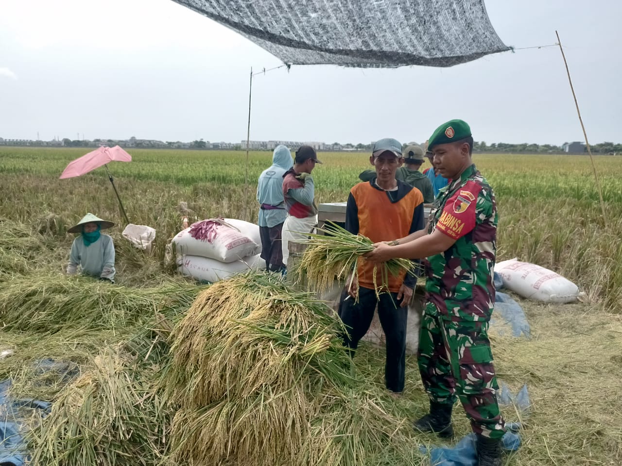 Sertu Abdul Hasip Dampingi Panen Padi, Bukti Nyata Peran Babinsa dalam Mendukung Ketahanan Pangan di Desa Dukuh Tengah