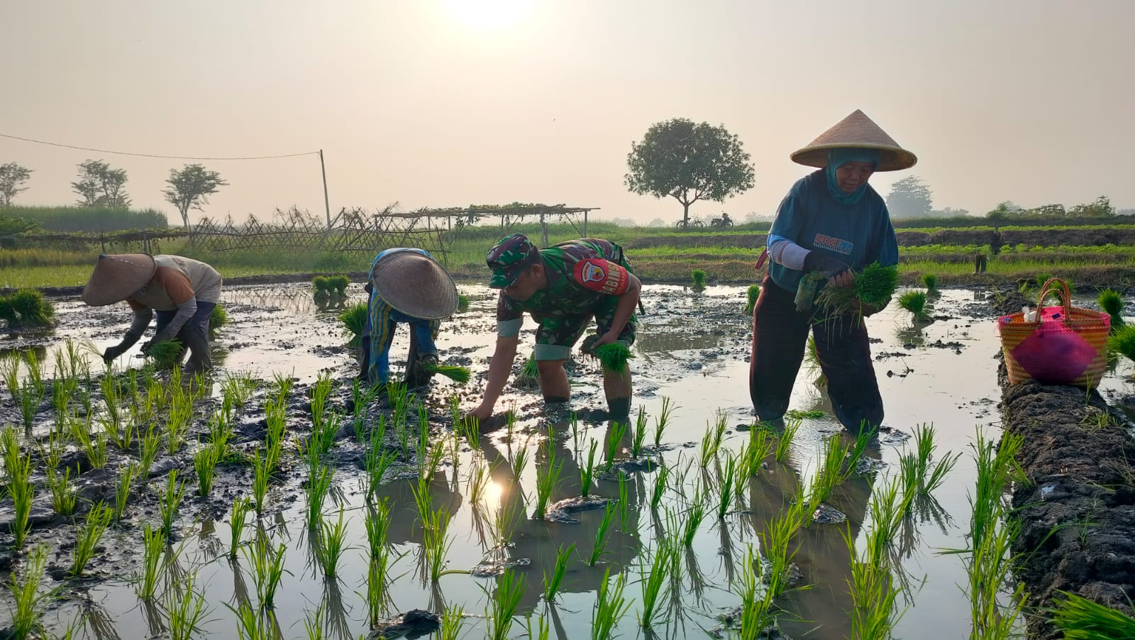 Babinsa Tinjau Sawah di Gedangrowo, Kolaborasi TNI dan Petani Teguhkan Ketahanan Pangan Sidoarjo