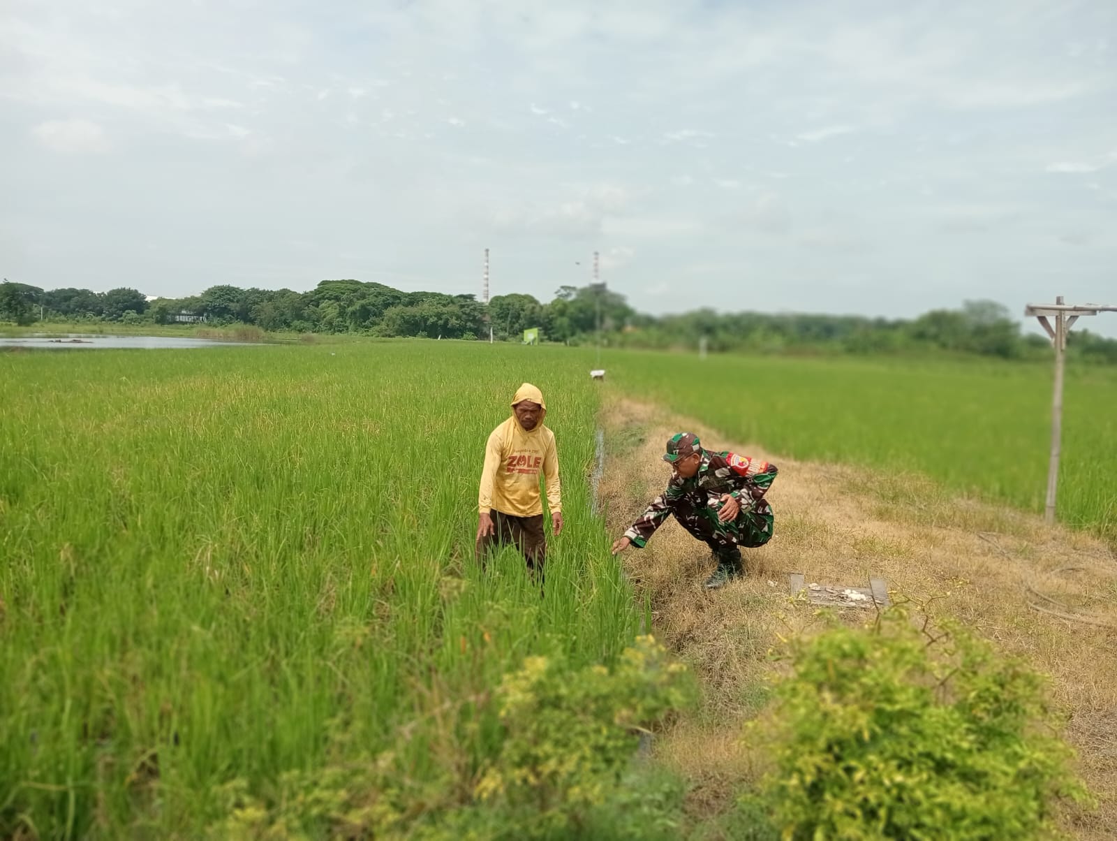 Babinsa Koramil 0816/14 Taman Dampingi Petani Pasca Tanam, Dorong Produktivitas dan Ketahanan Pangan di Desa Pertapan Maduretno