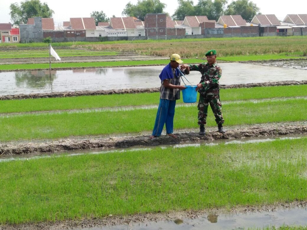 Jejak Harapan di Sawah Kwangsan: Babinsa Sedati Dampingi Petani Rawat Lahan 1,5 Hektar