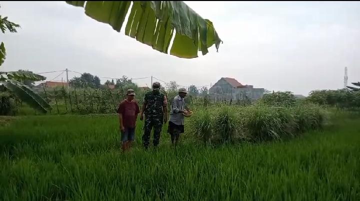 Babinsa Koramil 0816/14 Taman Dampingi Pemupukan Padi, Dorong Produktivitas dan Antisipasi Hama di Desa Krembangan