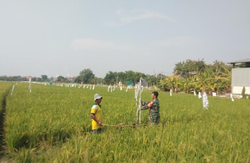 Babinsa dan Petani Tawangsari Bergandengan Tangan Rawat Padi Inpari: Sinergi untuk Ketahanan Pangan
