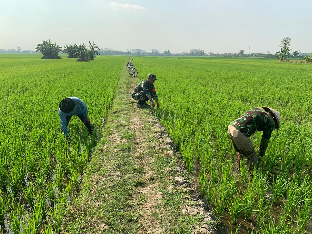 Babinsa Taman Dampingi Petani Sambi Bulu Rawat Lahan Padi Tahap II Dukung Ketahanan Pangan