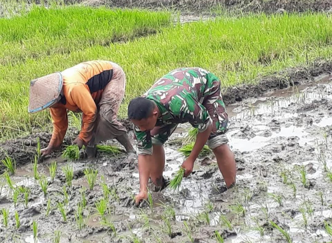 Babinsa Tanggulangin Dampingi Petani Lakukan Pemupukan Sawah, Wujudkan Ketahanan Pangan Nasional