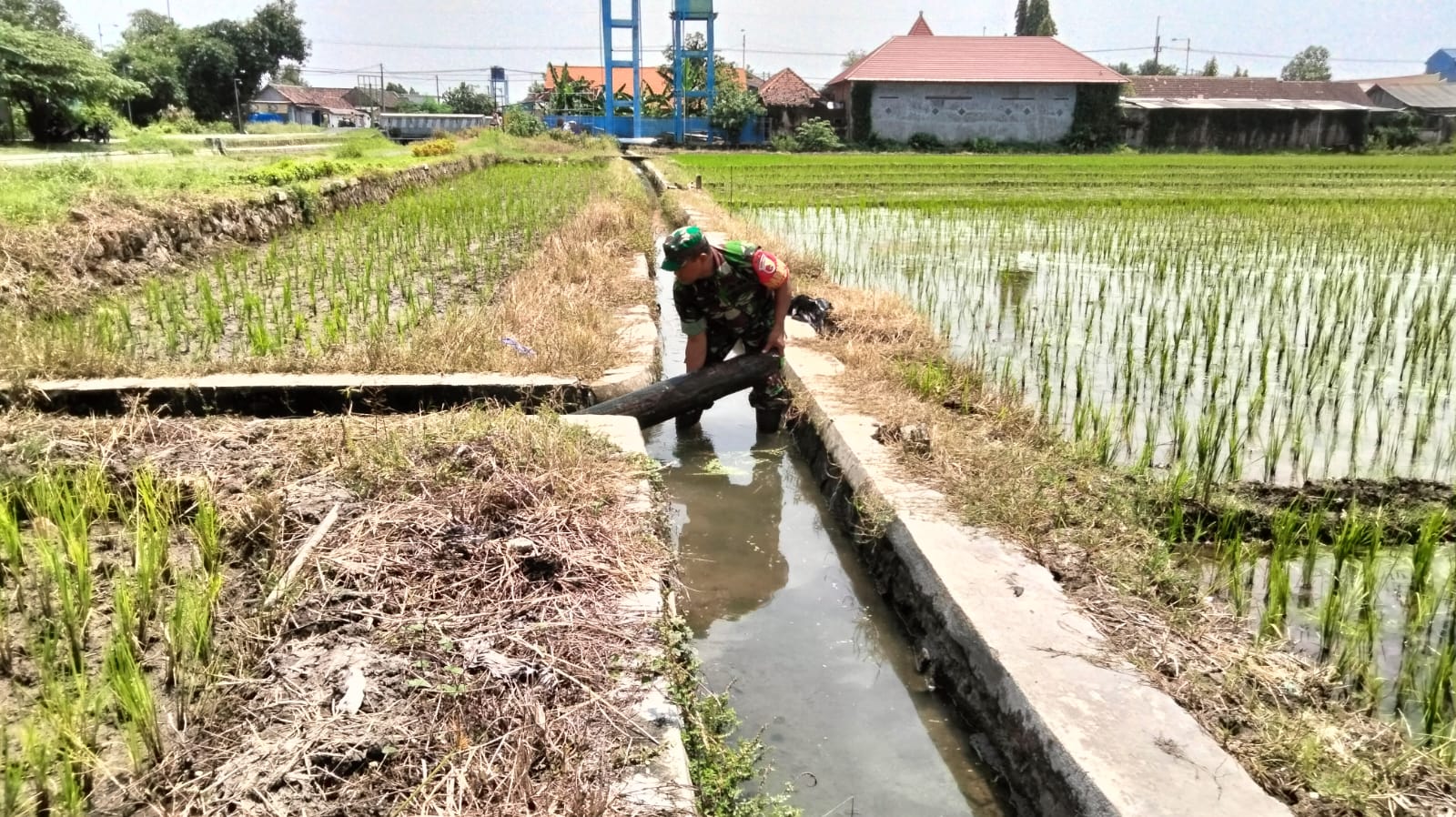 Babinsa Rejeni Turun ke Sawah, Dukung Petani Tanam Padi Demi Wujudkan Ketahanan Pangan di Krembung