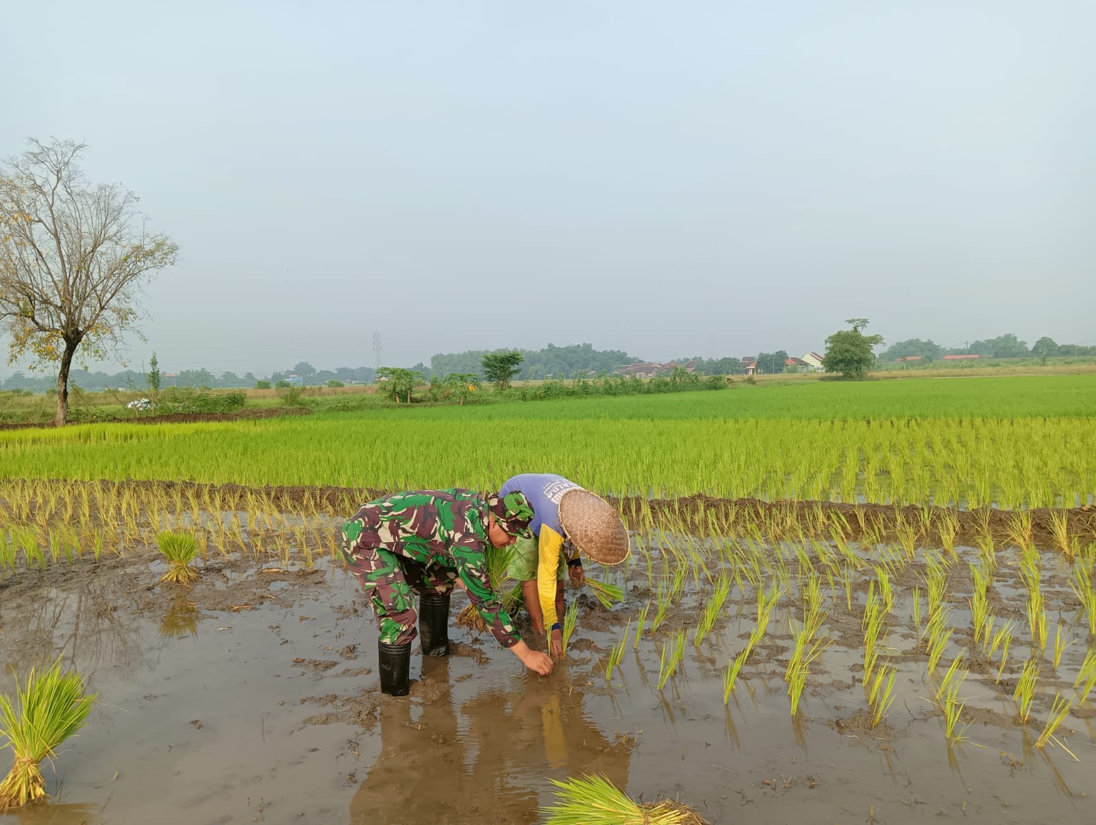 Babinsa Wonoayu Dampingi Petani untuk Tingkatkan Produktivitas Lahan